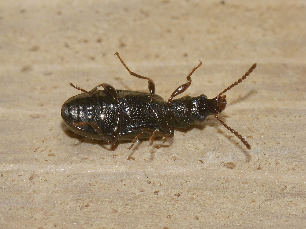 Salpingus aeneus (cf.)